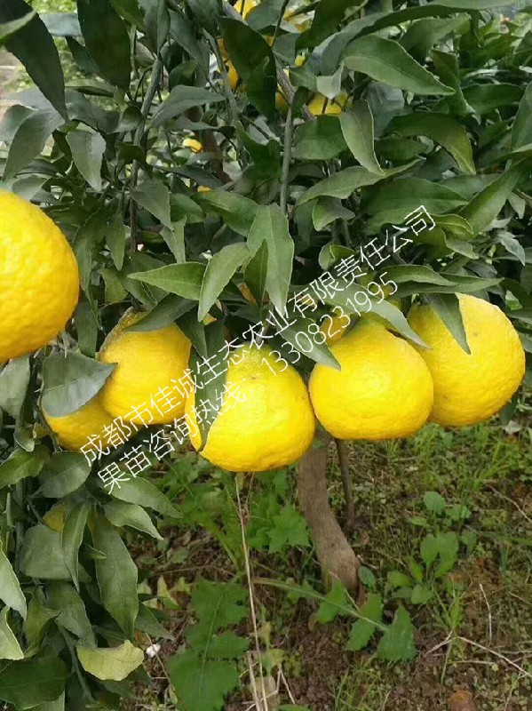 春蜜露杂柑 拷贝.jpg