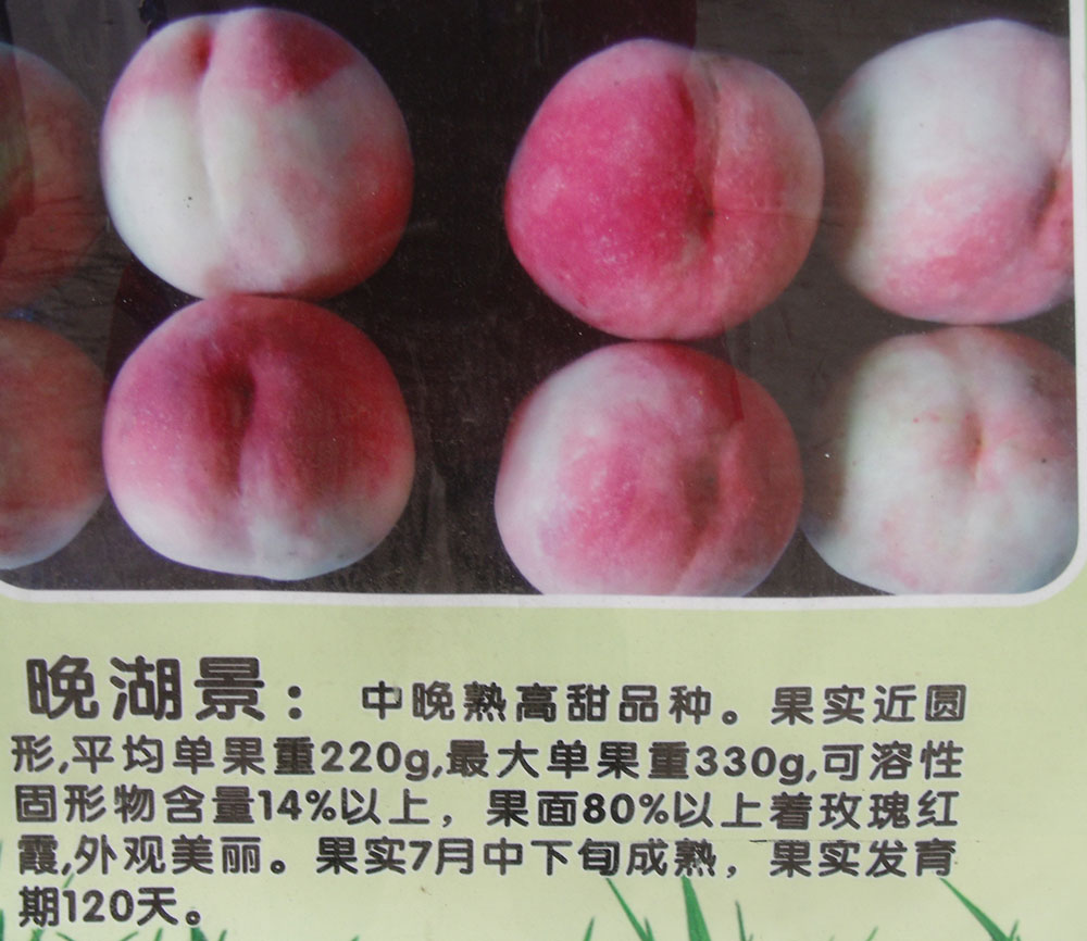 DSCF7033.JPG