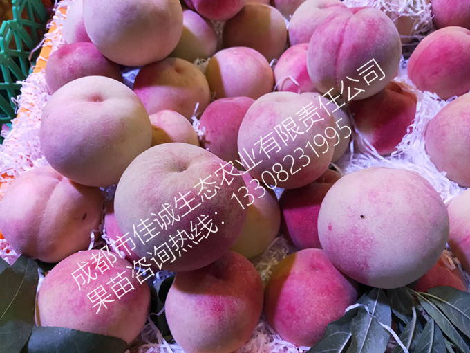 胭脂脆 拷贝.jpg