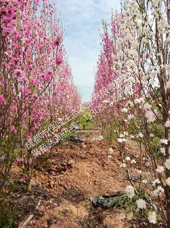 观赏桃花 拷贝.jpg
