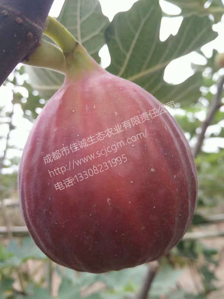 mmexport1480499629333 拷贝.jpg