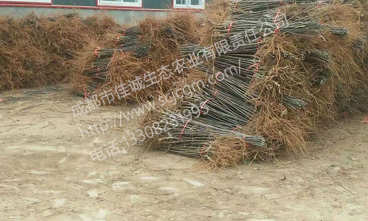 mmexport1488428621853 拷贝.jpg